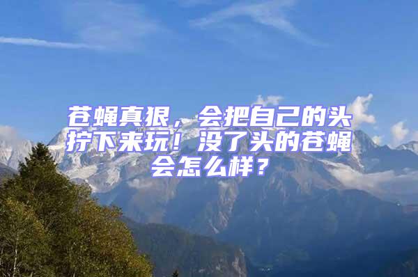 蒼蠅真狠，會把自己的頭擰下來玩！沒了頭的蒼蠅會怎么樣？