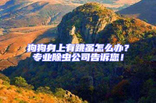 狗狗身上有跳蚤怎么辦？專業(yè)除蟲公司告訴您！