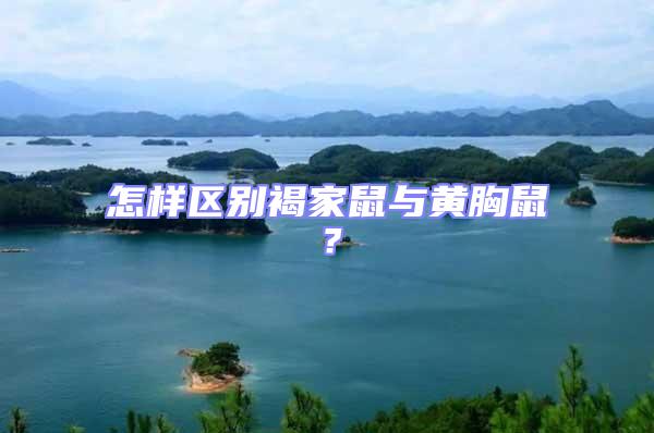 怎樣區(qū)別褐家鼠與黃胸鼠？