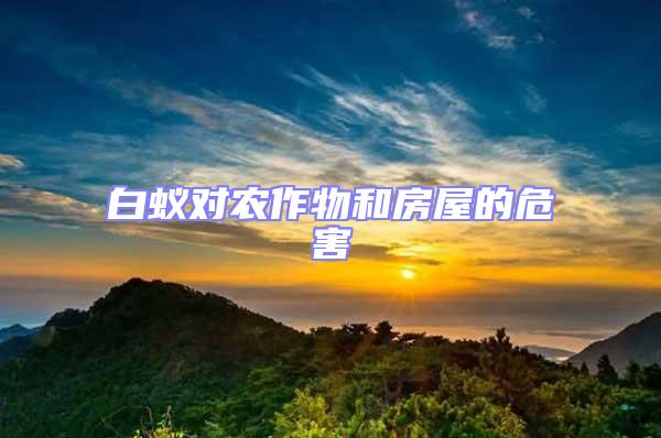 白蟻對農(nóng)作物和房屋的危害