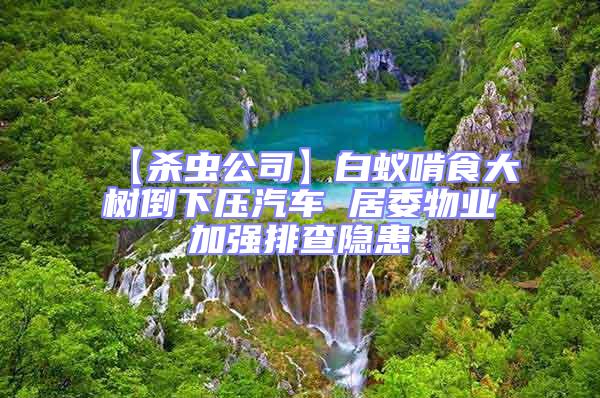 【殺蟲公司】白蟻啃食大樹倒下壓汽車 居委物業(yè)加強排查隱患