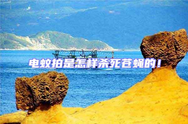 電蚊拍是怎樣殺死蒼蠅的！