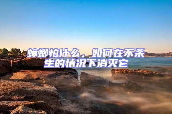 蟑螂怕什么，如何在不殺生的情況下消滅它