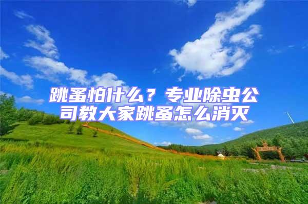 跳蚤怕什么？專業(yè)除蟲公司教大家跳蚤怎么消滅
