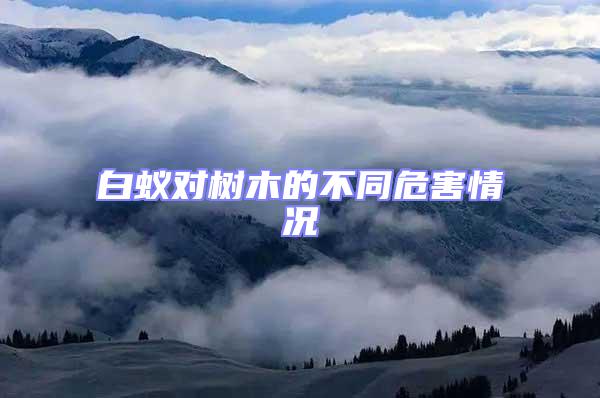 白蟻對(duì)樹(shù)木的不同危害情況