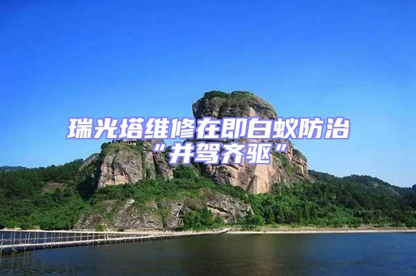 瑞光塔維修在即白蟻防治“并駕齊驅”