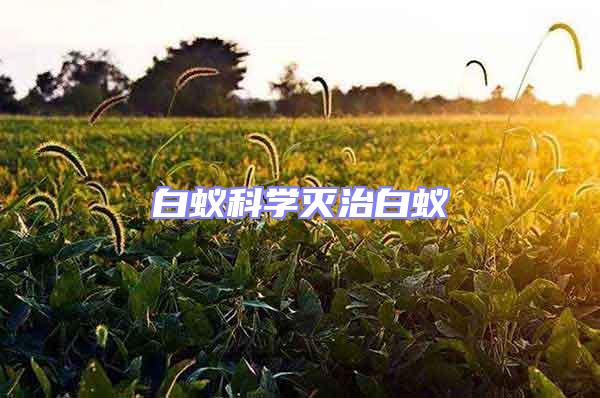 白蟻科學(xué)滅治白蟻