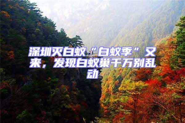 深圳滅白蟻“白蟻季”又來，發現白蟻巢千萬別亂動