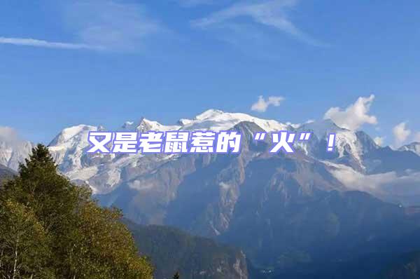 又是老鼠惹的“火”！