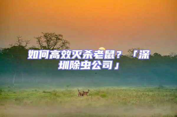 如何高效滅殺老鼠？「深圳除蟲公司」