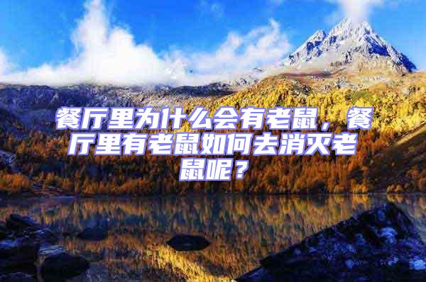 餐廳里為什么會有老鼠，餐廳里有老鼠如何去消滅老鼠呢？