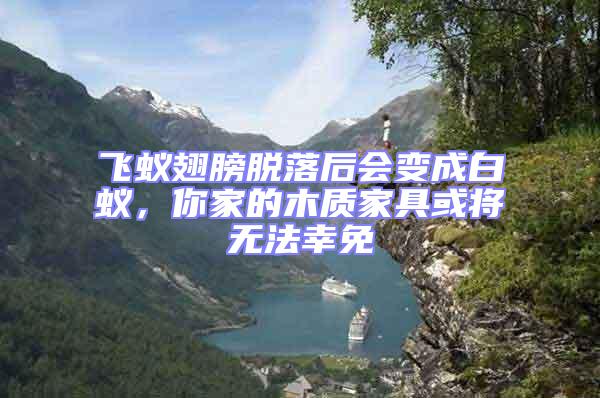 飛蟻翅膀脫落后會變成白蟻，你家的木質(zhì)家具或?qū)o法幸免