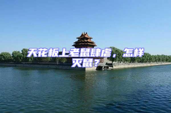 天花板上老鼠肆虐，怎樣滅鼠？