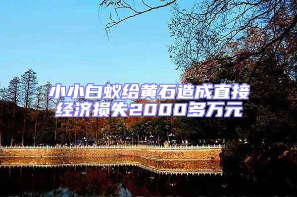 小小白蟻給黃石造成直接經(jīng)濟(jì)損失2000多萬元