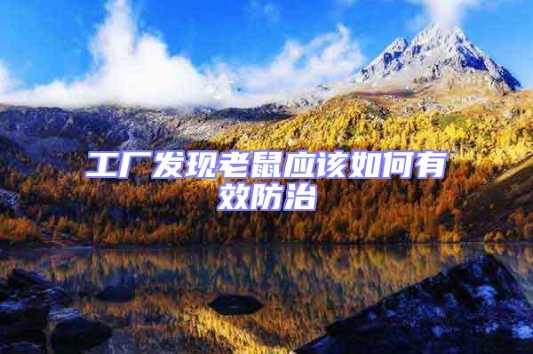 工廠發現老鼠應該如何有效防治
