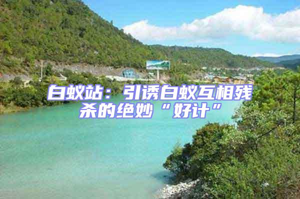 白蟻站：引誘白蟻互相殘殺的絕妙“好計(jì)”