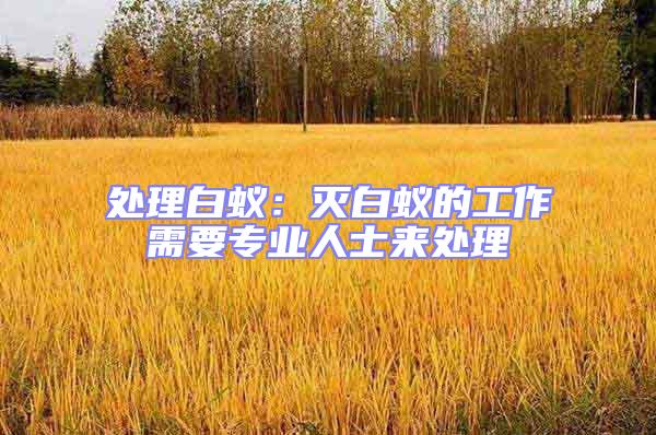 處理白蟻：滅白蟻的工作需要專業(yè)人士來處理