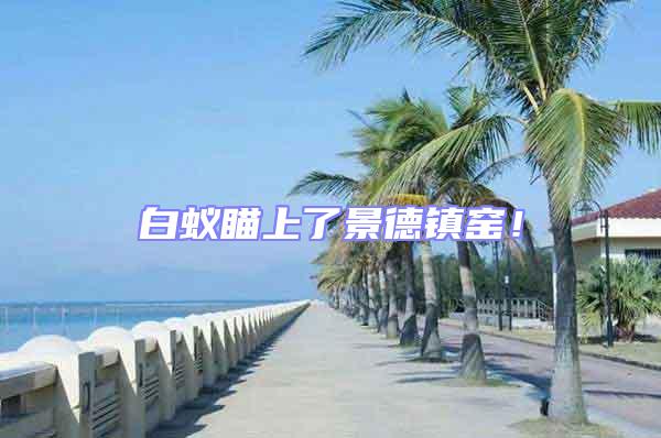 白蟻瞄上了景德鎮窯！