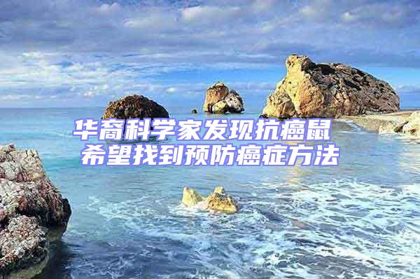 華裔科學家發現抗癌鼠 希望找到預防癌癥方法