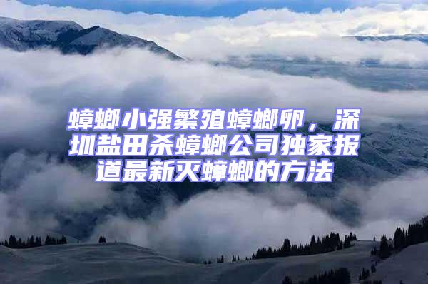 蟑螂小強繁殖蟑螂卵，深圳鹽田殺蟑螂公司獨家報道最新滅蟑螂的方法