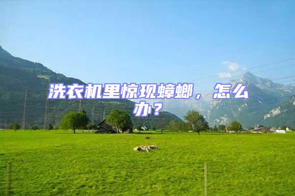 洗衣機里驚現蟑螂，怎么辦？