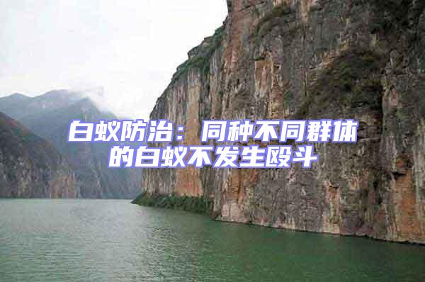 白蟻防治：同種不同群體的白蟻不發(fā)生毆斗