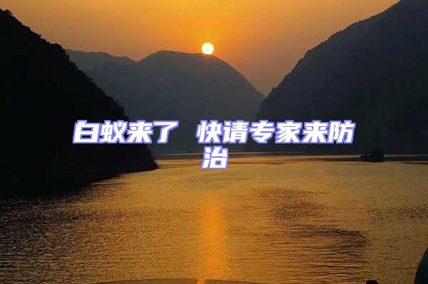 白蟻來了 快請專家來防治