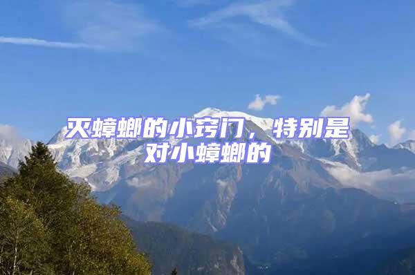 滅蟑螂的小竅門，特別是對小蟑螂的
