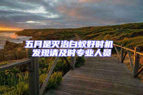 五月是滅治白蟻好時機 發現請及時專業人員