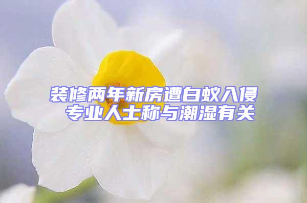 裝修兩年新房遭白蟻入侵 專業人士稱與潮濕有關