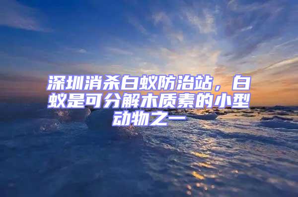 深圳消殺白蟻防治站，白蟻是可分解木質素的小型動物之一
