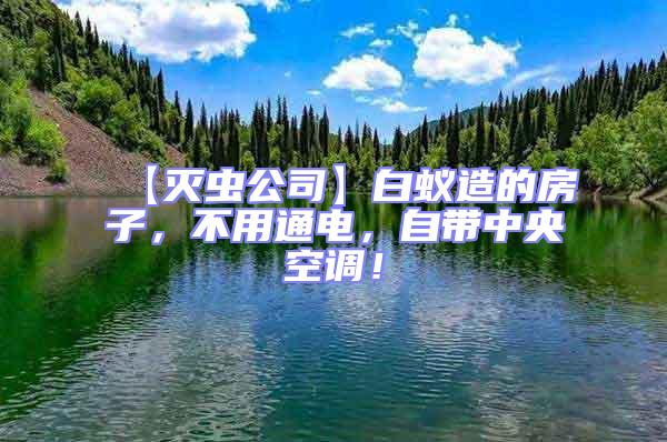 【滅蟲公司】白蟻造的房子，不用通電，自帶中央空調！