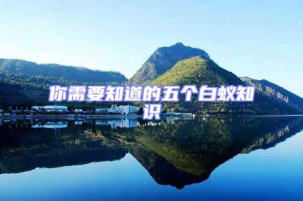 你需要知道的五個(gè)白蟻知識(shí)