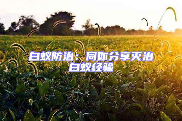白蟻防治：同你分享滅治白蟻經(jīng)驗(yàn)