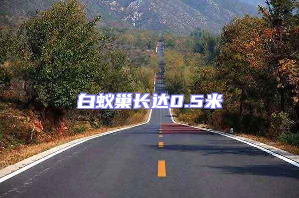 白蟻巢長達0.5米