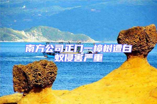 南方公司正門一樟樹遭白蟻侵害嚴(yán)重
