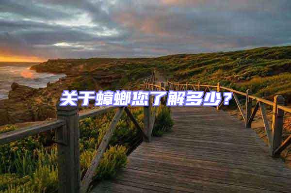 關(guān)于蟑螂您了解多少？