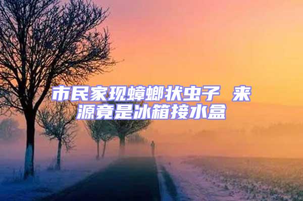 市民家現(xiàn)蟑螂狀蟲(chóng)子 來(lái)源竟是冰箱接水盒