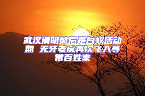 武漢清明前后是白蟻活動(dòng)期 無牙老虎再次飛入尋常百姓家