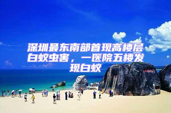 深圳最東南部首現高樓層白蟻蟲害，一醫院五樓發現白蟻
