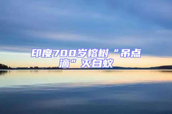 印度700歲榕樹“吊點(diǎn)滴”滅白蟻