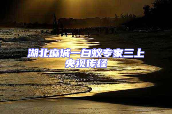 湖北麻城一白蟻專家三上央視傳經(jīng)