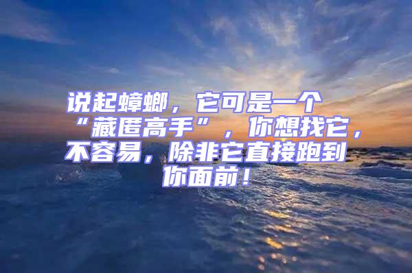 說起蟑螂，它可是一個“藏匿高手”，你想找它，不容易，除非它直接跑到你面前！