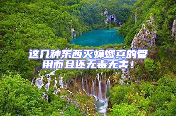 這幾種東西滅蟑螂真的管用而且還無(wú)毒無(wú)害！