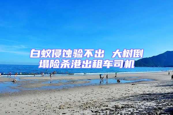 白蟻侵蝕驗(yàn)不出 大樹倒塌險(xiǎn)殺港出租車司機(jī)