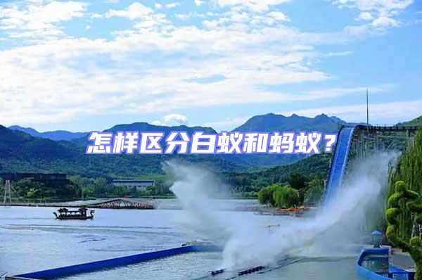 怎樣區分白蟻和螞蟻？