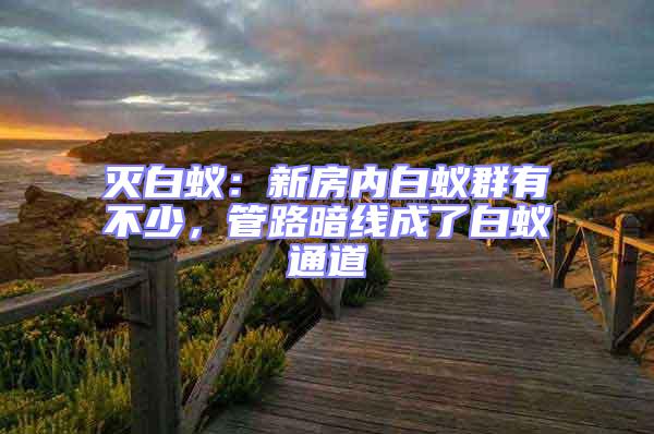 滅白蟻：新房內(nèi)白蟻群有不少，管路暗線成了白蟻通道