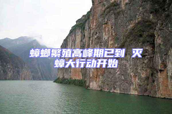蟑螂繁殖高峰期已到 滅蟑大行動(dòng)開始