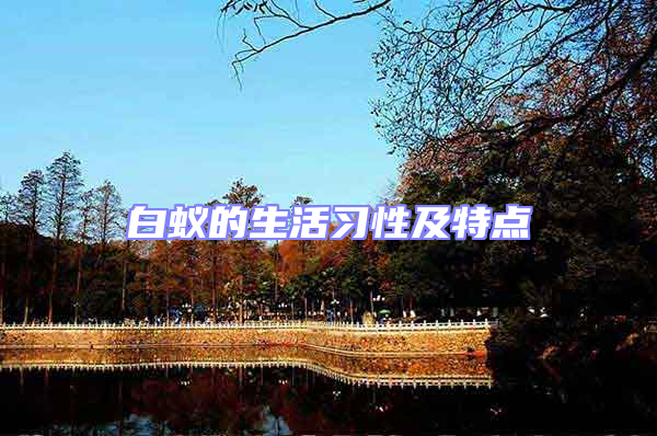 白蟻的生活習(xí)性及特點