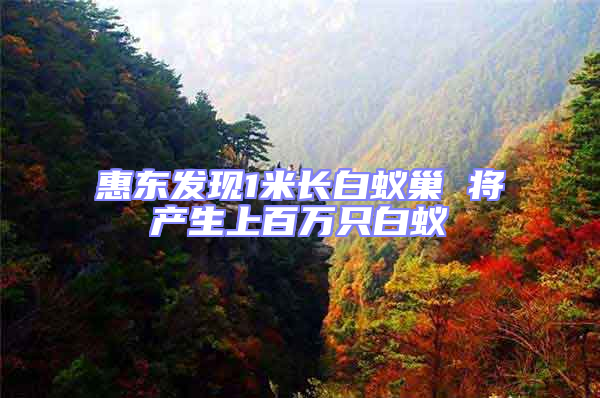 惠東發現1米長白蟻巢 將產生上百萬只白蟻